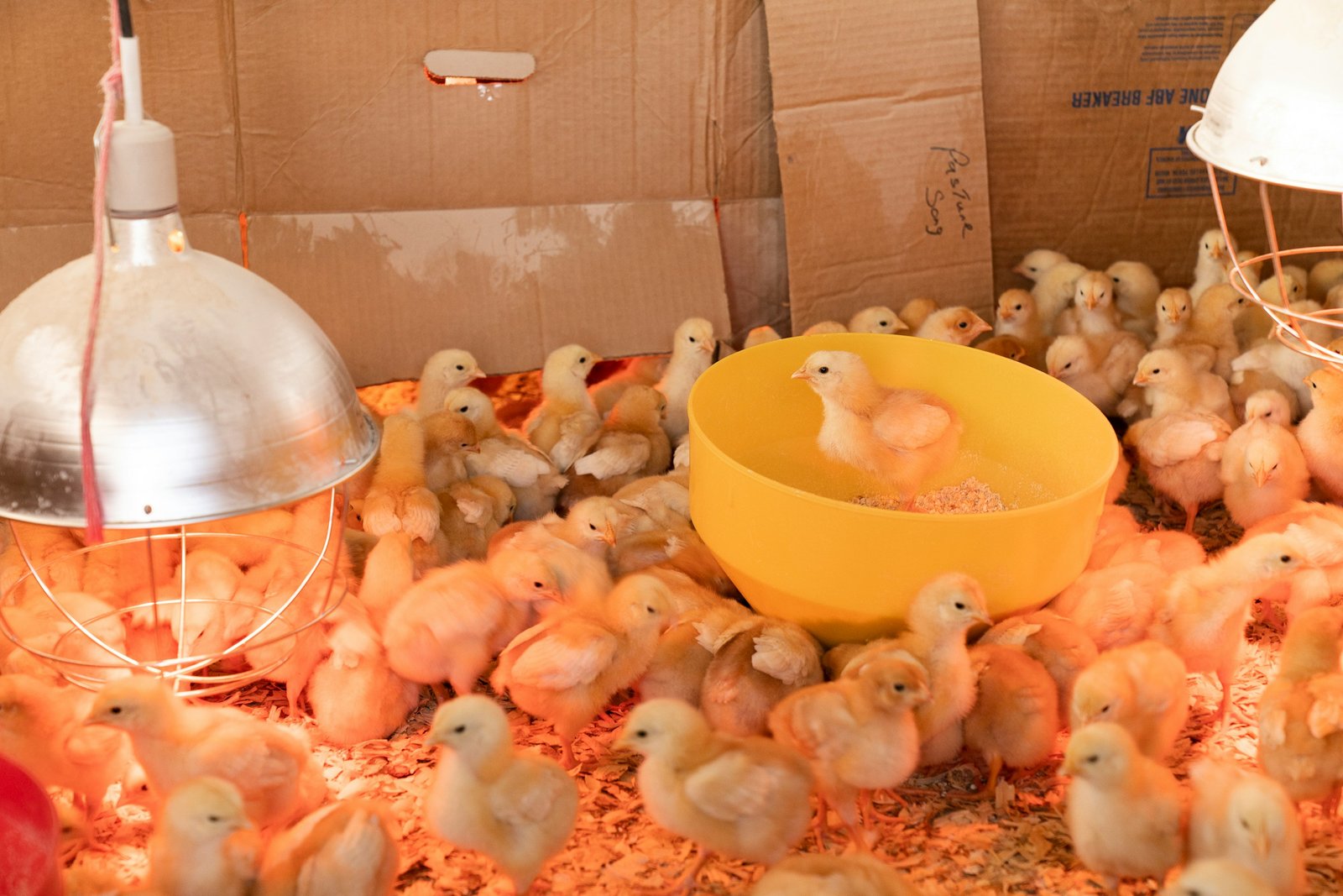 How to Setup Day Old Chicks Brooding in Nigeria