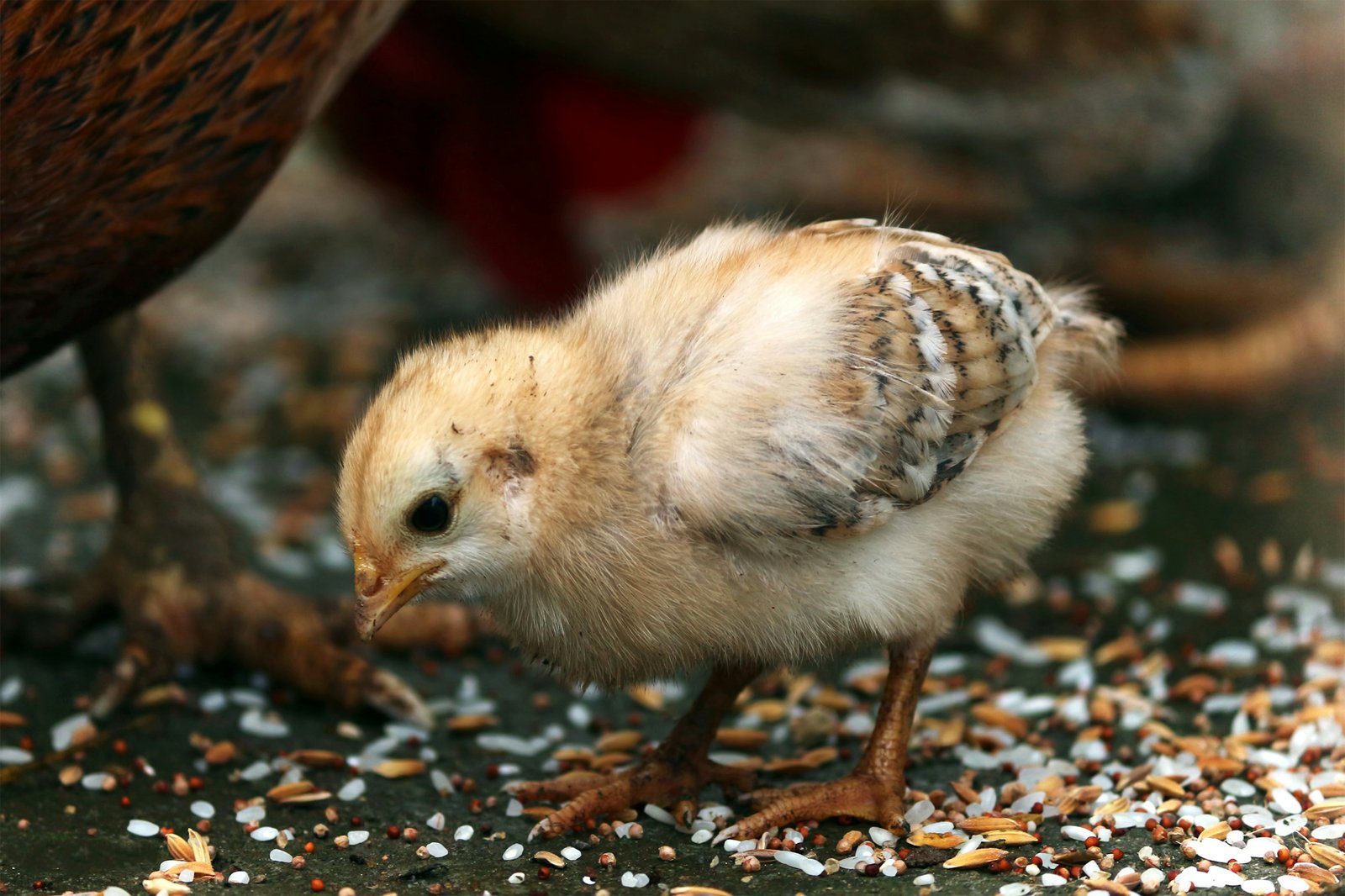 baby chick