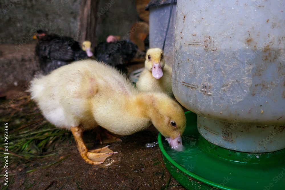 Baby duck goose duckling and chicken hen drinking water from a watering hole place or trough. Newborns