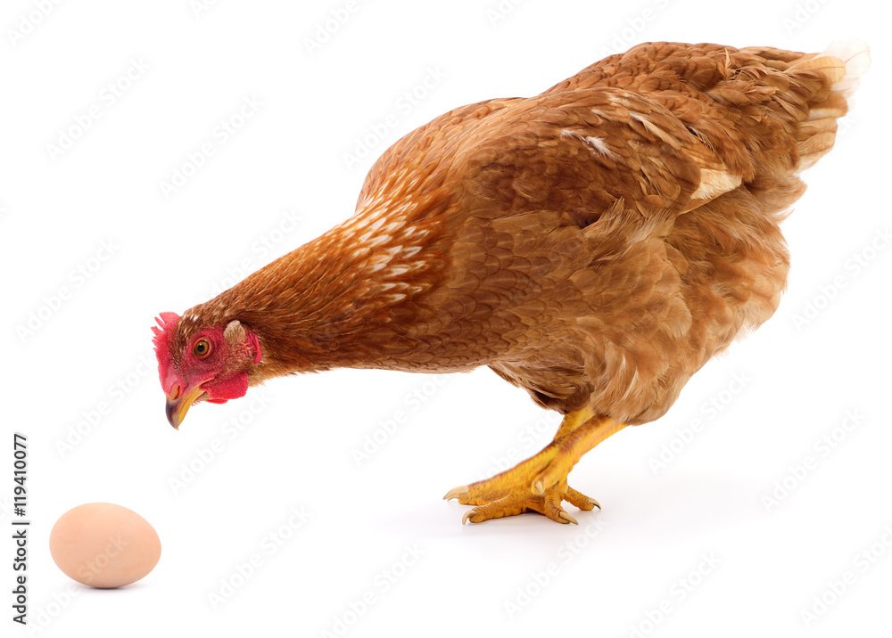 Brown hen and egg.