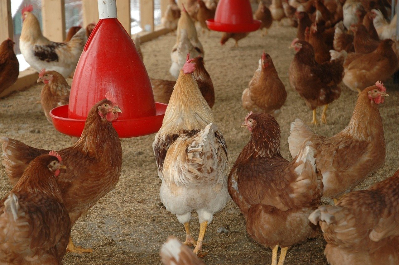 Newcastle disease symptoms in chickens