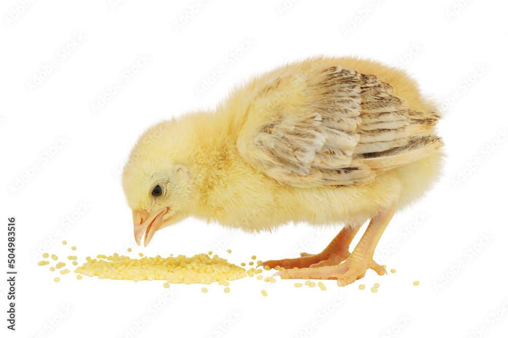 Chicken eating grain isolated on white background. Broiler feeding.