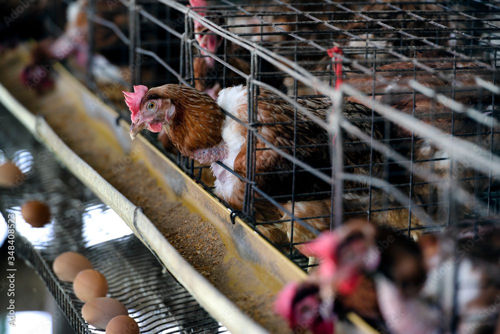 Chicken eggs in a cage in a farm industry for farmers in Asia