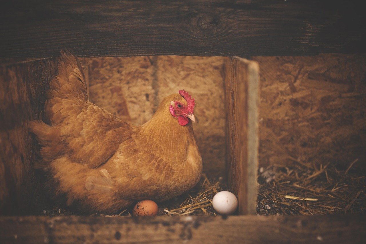 chicken, hen, eggs, poultry, nature, animal, barn, bird, farm, livestock, landfowl, farm animal, nest, nesting, chicken eggs