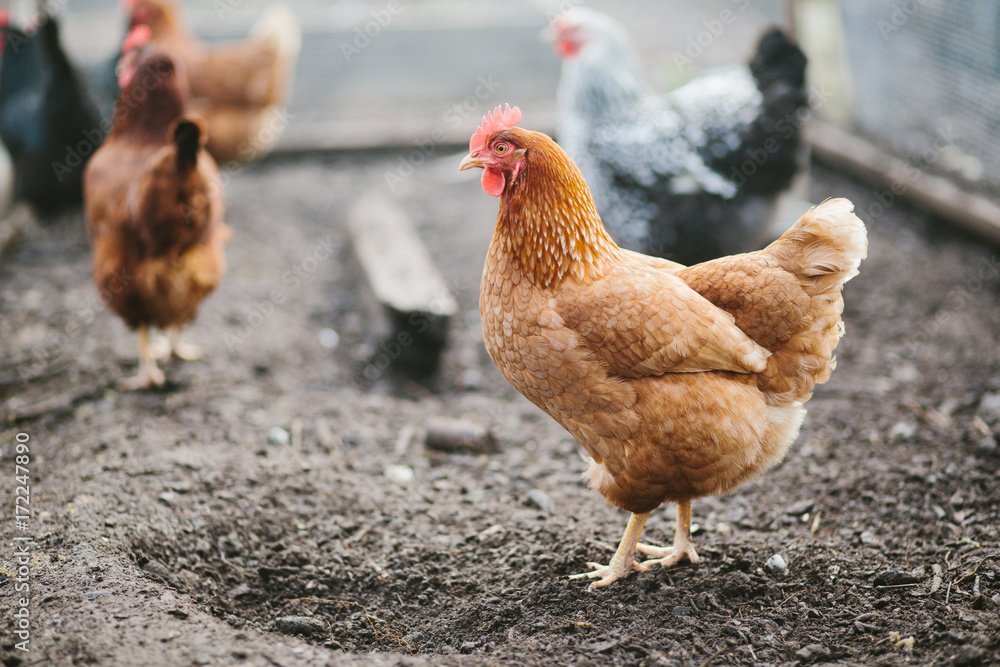 chicken in backyard coop