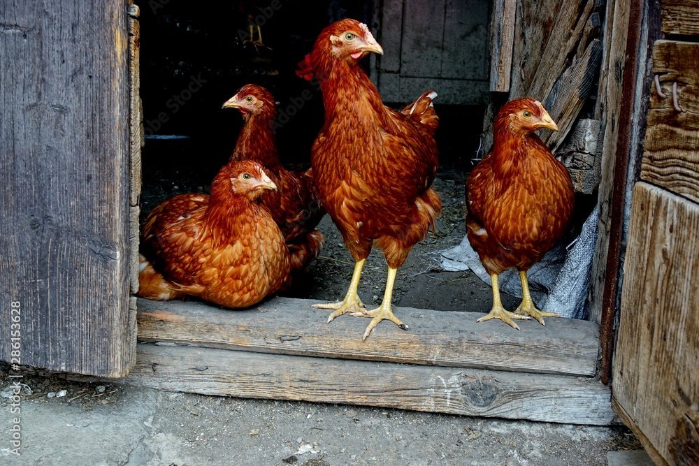 Layer Chicken Vaccination Schedule First 20 Weeks Nigeria