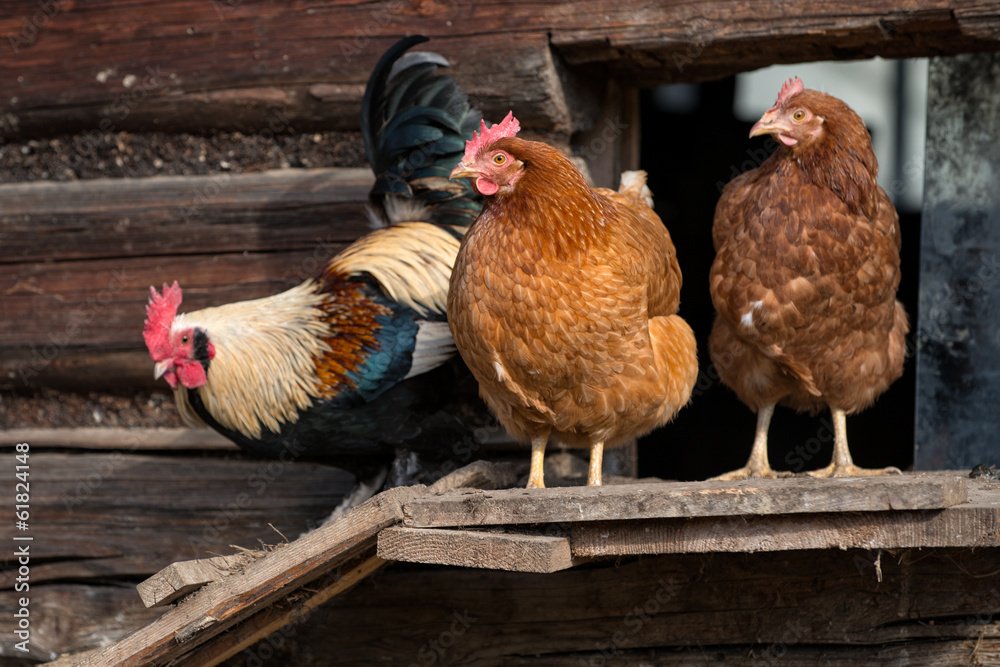 Organic Chicken Feed Ingredients Available in Nigeria