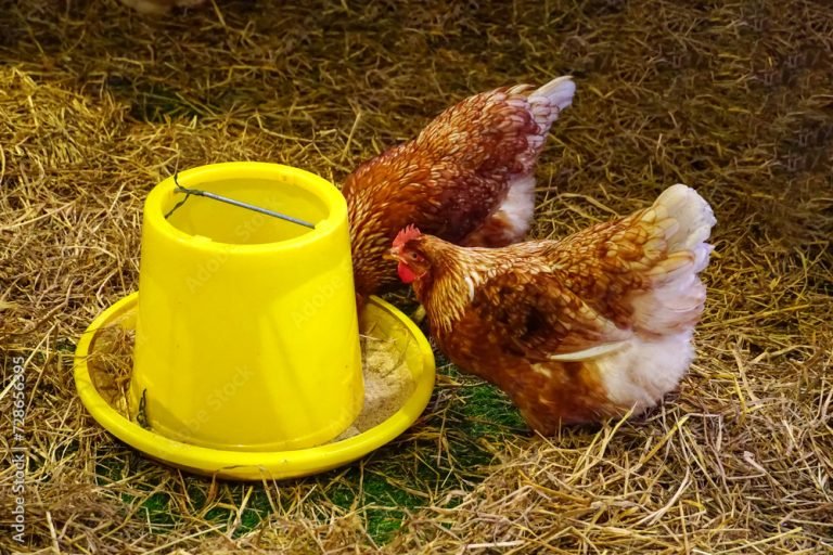 Best Chicken Feeders for Nigerian Poultry Farms