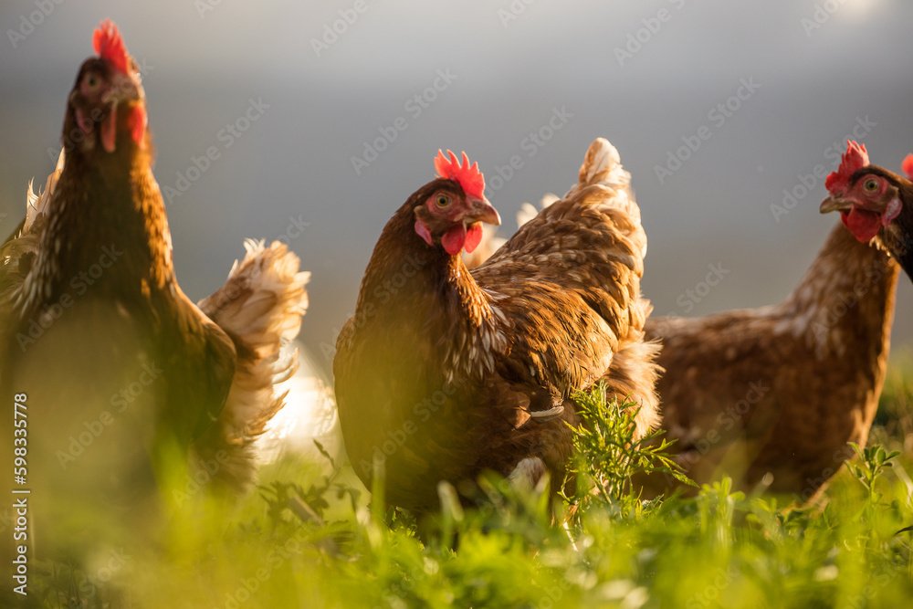 Close up image of a free range chicken on a farm in a field and in the chicken coop.