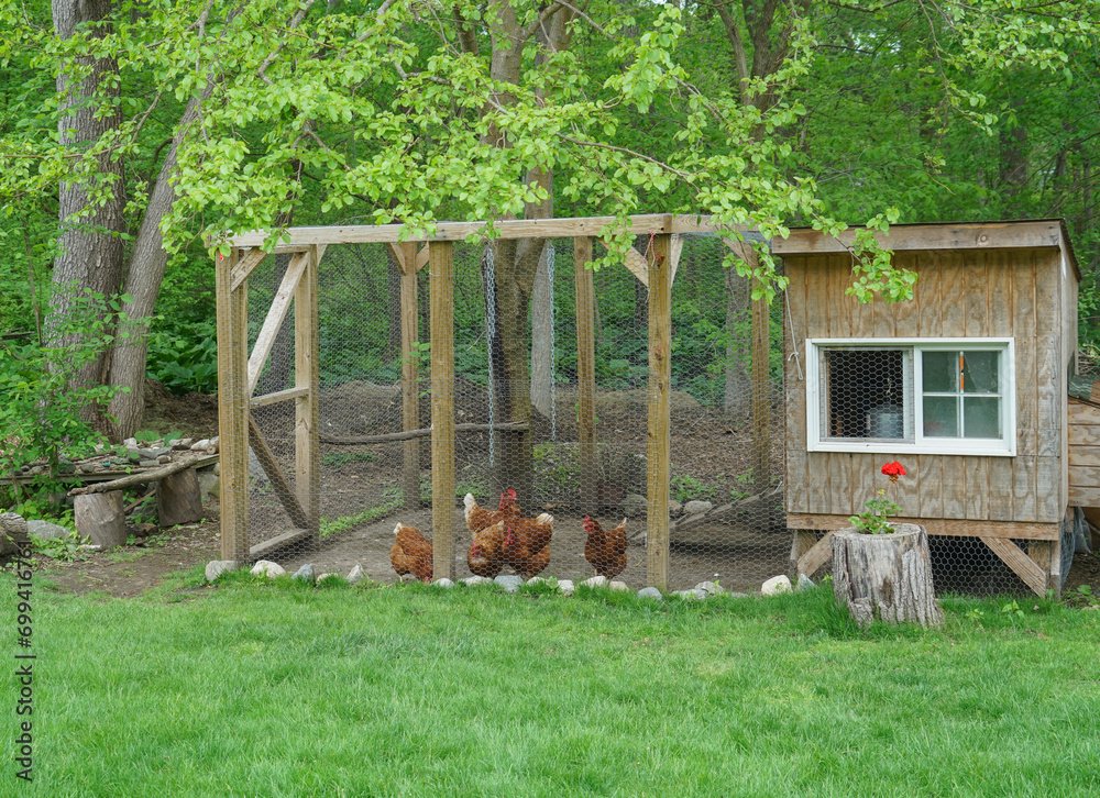 close up on chicken in side coop in back yard