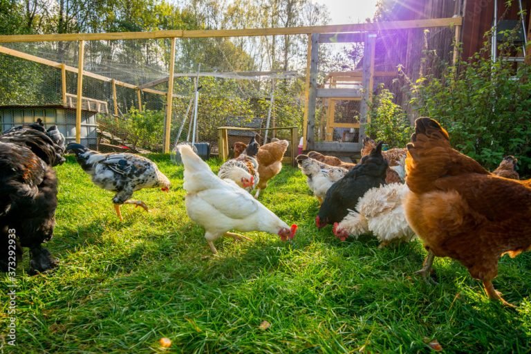 Chicken Cage System vs Free Range Nigeria