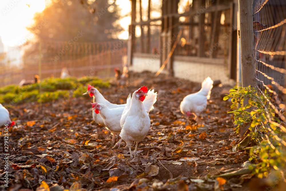 Hen in a farmyard (Gallus gallus domesticus)