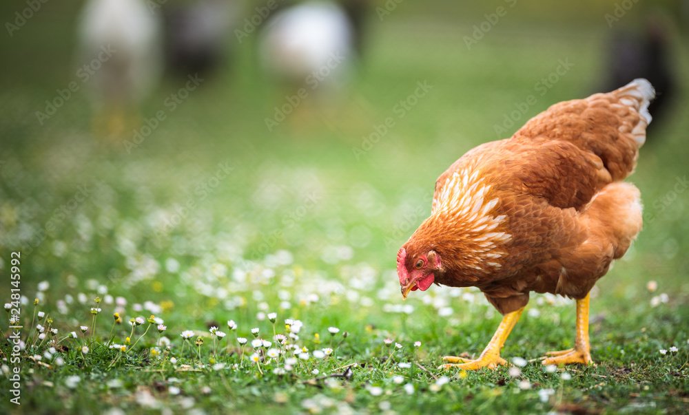 Hen in a farmyard (Gallus gallus domesticus)