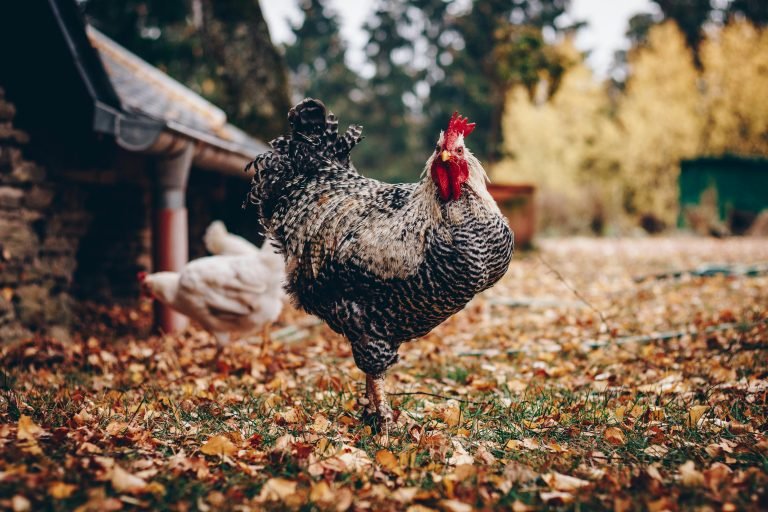 Vitamin Supplements for Backyard Chickens