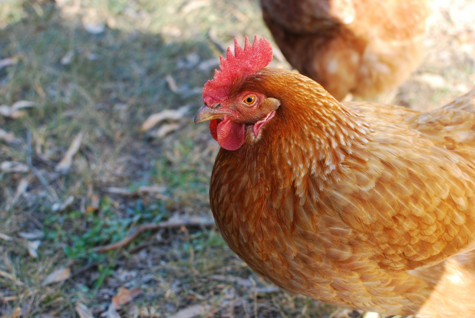 Portrait of a Hen
