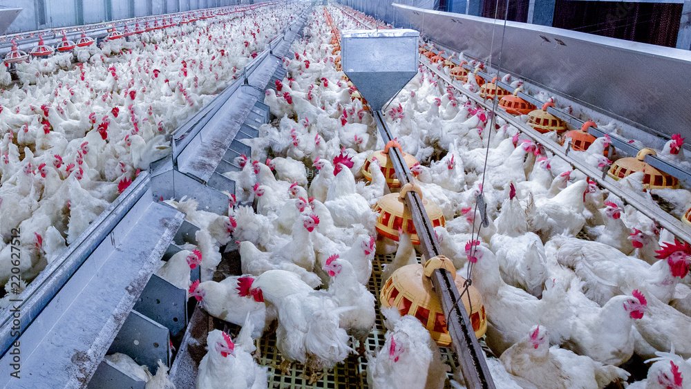 Poultry farm with broiler breeder chicken. Husbandry, housing business for the purpose of farming meat, White chicken Farm feed in indoor housing. Live chicken for meat, egg production inside storage