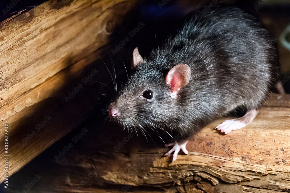 The black rat (Rattus rattus), also known as ship rat, roof rat, or house rat.