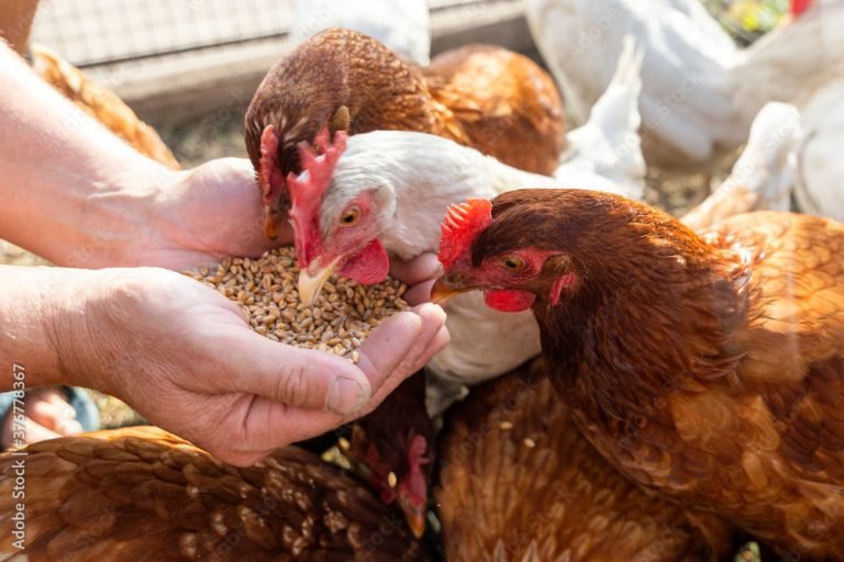 Homemade Chicken Feed Recipe for Broilers