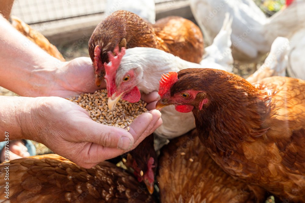 Homemade Chicken Feed Recipe for Broilers