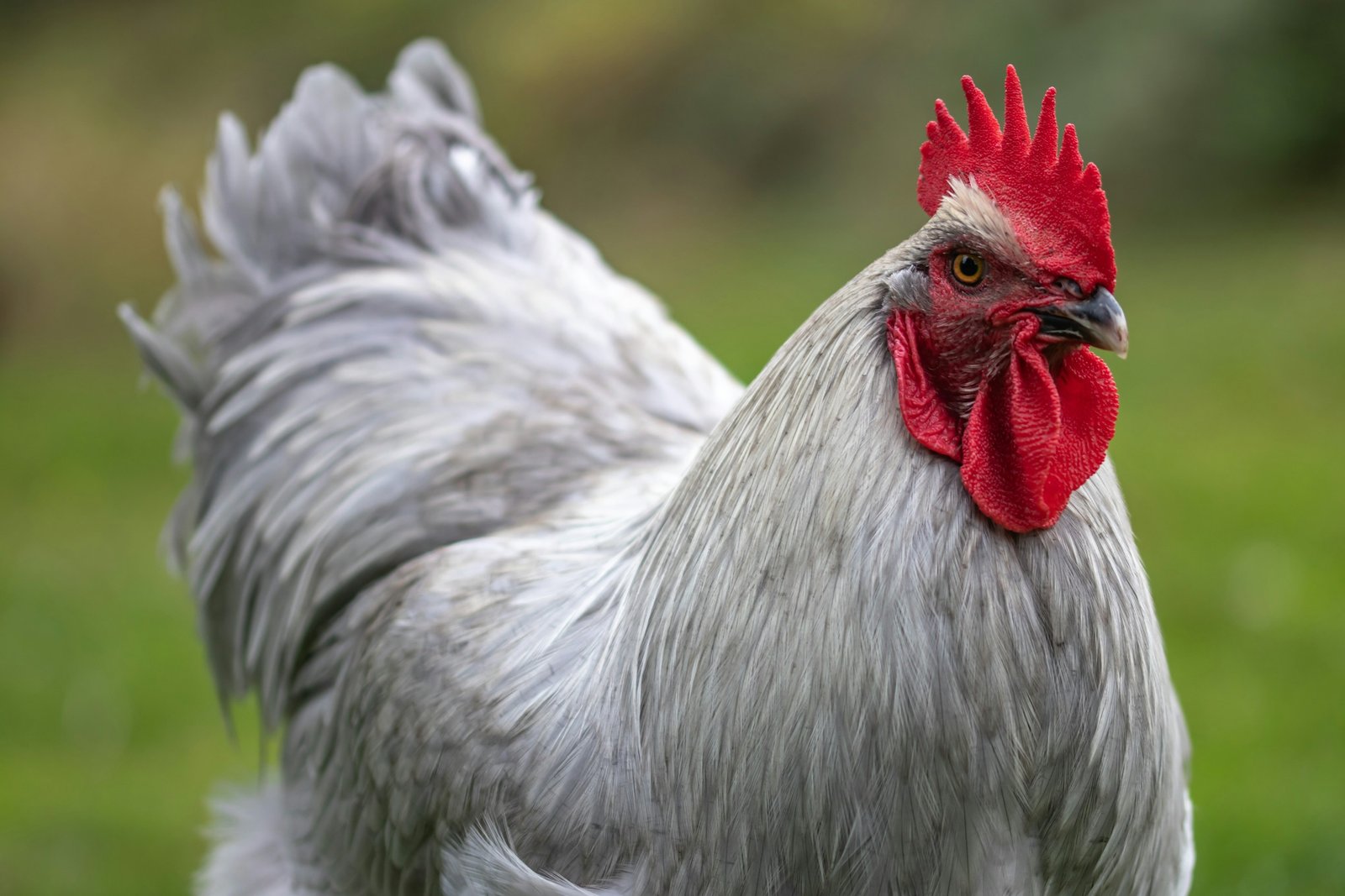 Fowl Pox Treatment and Prevention for Nigerian Backyard Chickens