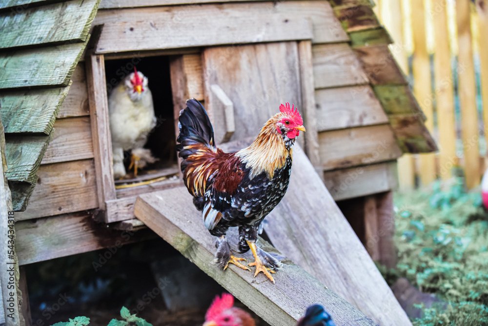 Cockerel exiting covered Chicken coop