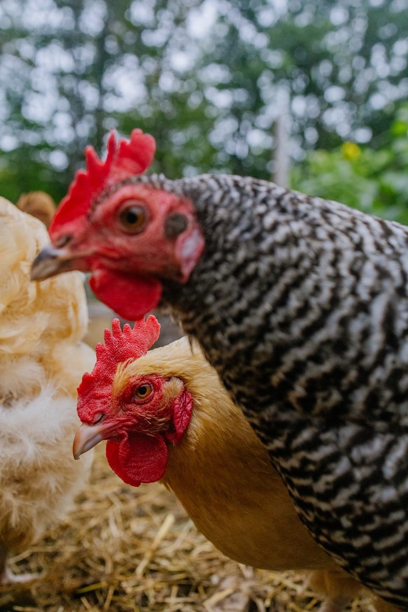 black and white hen on green grass field during daytime