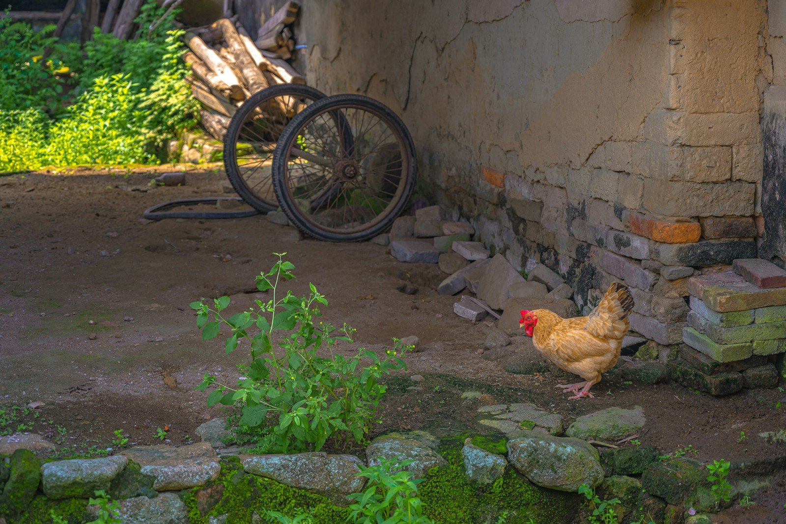 brown chicken on green grass near brown wooden bicycle