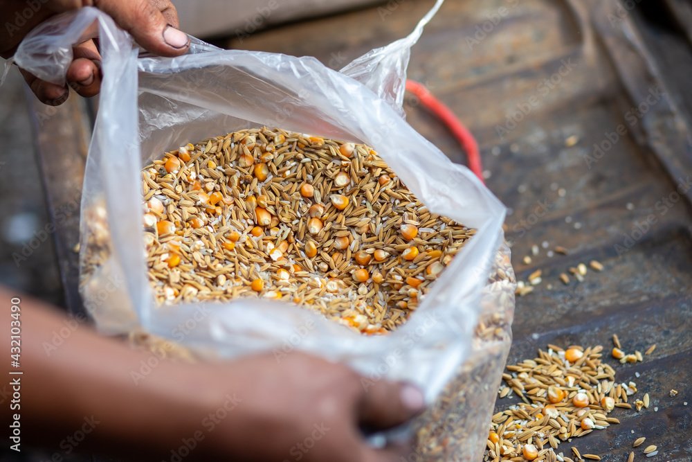 Substitute for Maize in Poultry Feed Formula