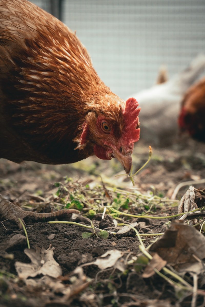 A close up of a chicken on the ground