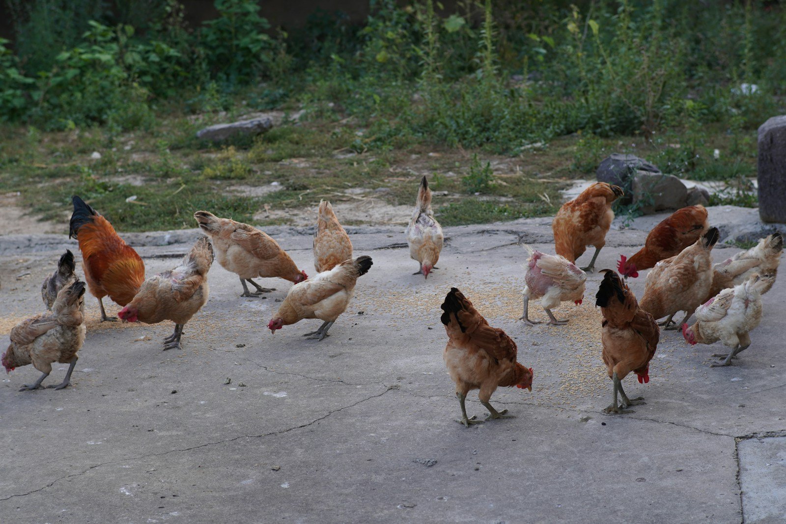a flock of chickens standing on top of a cement ground