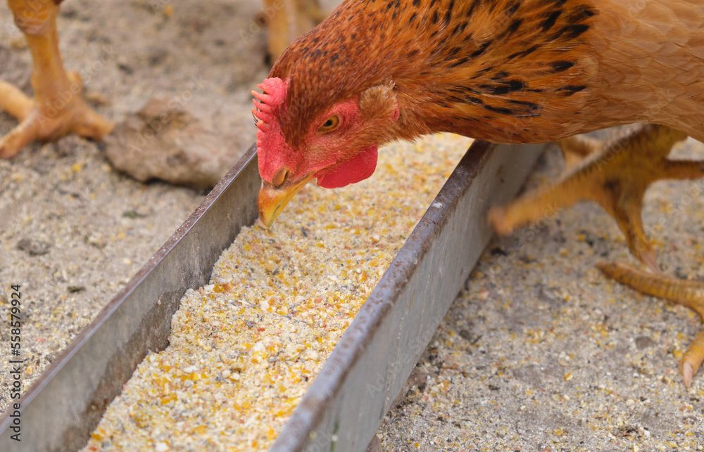 traditional free range rural Hens chickens pecking eating grain maize feed tray