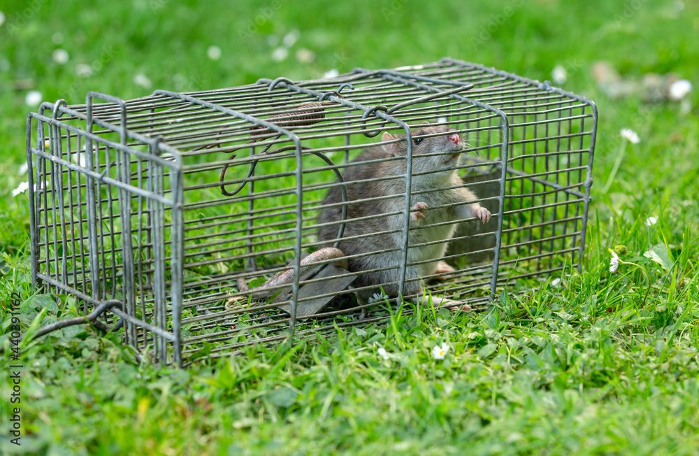 Brown rat caught in a wire trap. Facing forward. Garden setting with green grass and daisies. Scientific name: Rattus norvegicus. Horizontal. Space for copy.