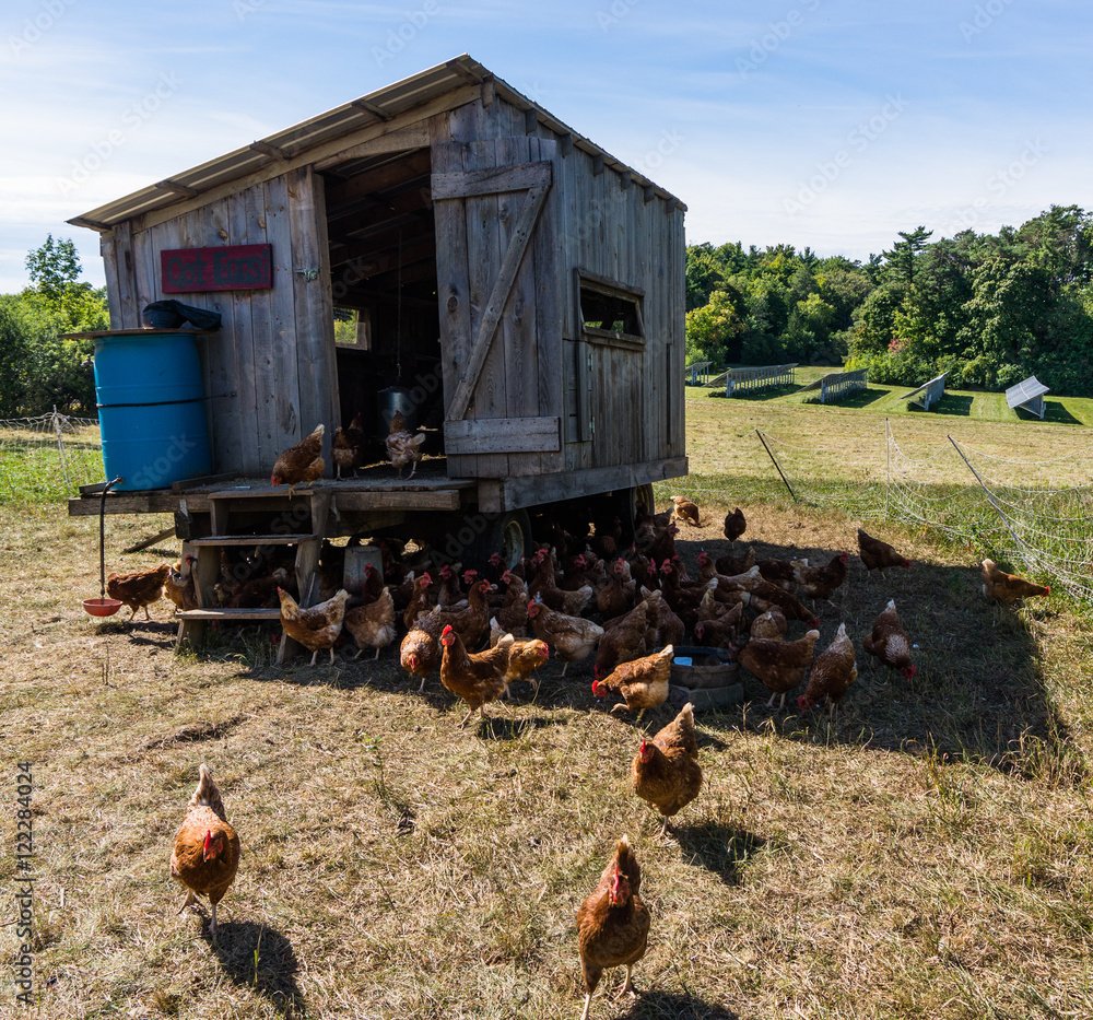 mobile home for chickens allowing them to feed on and fertilize one area at a time and then move on to fresh pastures