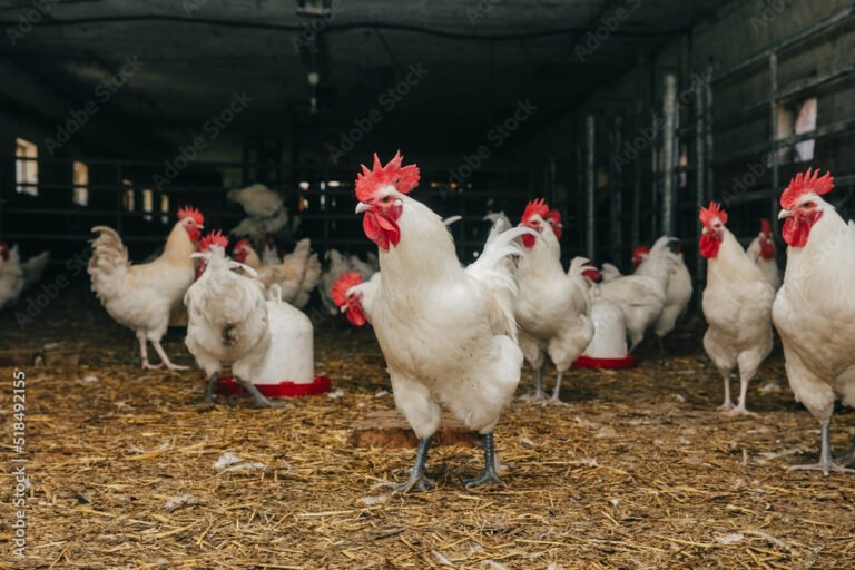 Roosters in How to Convert an Old Room Into a Small-Scale Chicken Pen in Nigeria Chicken Coop