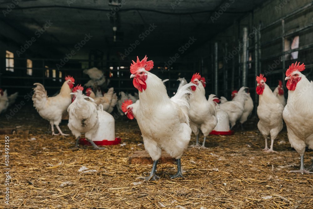 Roosters in How to Convert an Old Room Into a Small-Scale Chicken Pen in Nigeria Chicken Coop